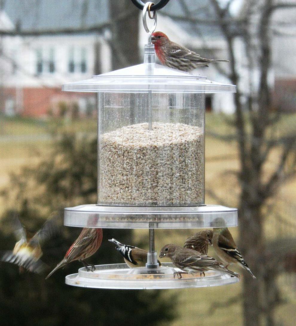 Plow & Hearth Bird Feeders Yard & Garden All-Weather 6-Quart Clear Feeder