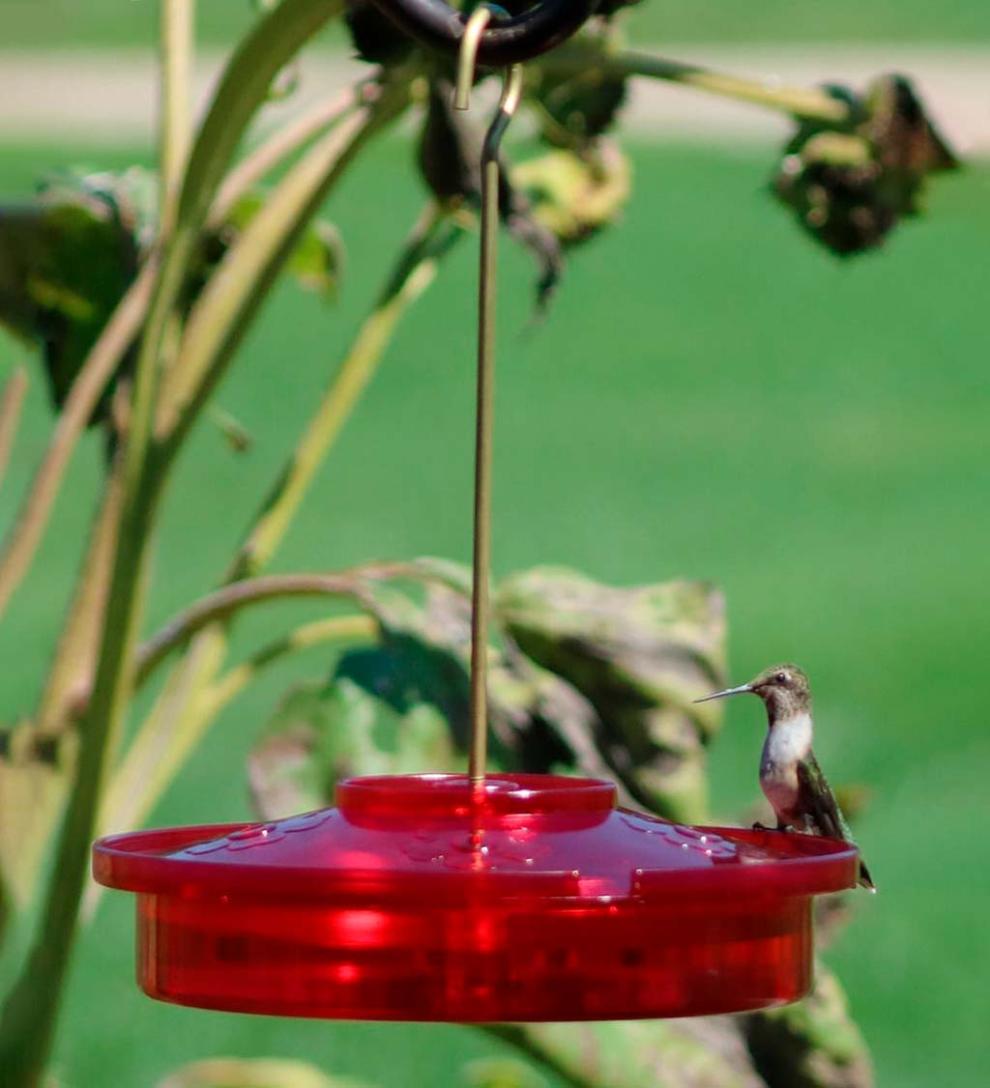 Plow & Hearth Bird Feeders Yard & Garden Hanging Hummingbird Haven Feeder
