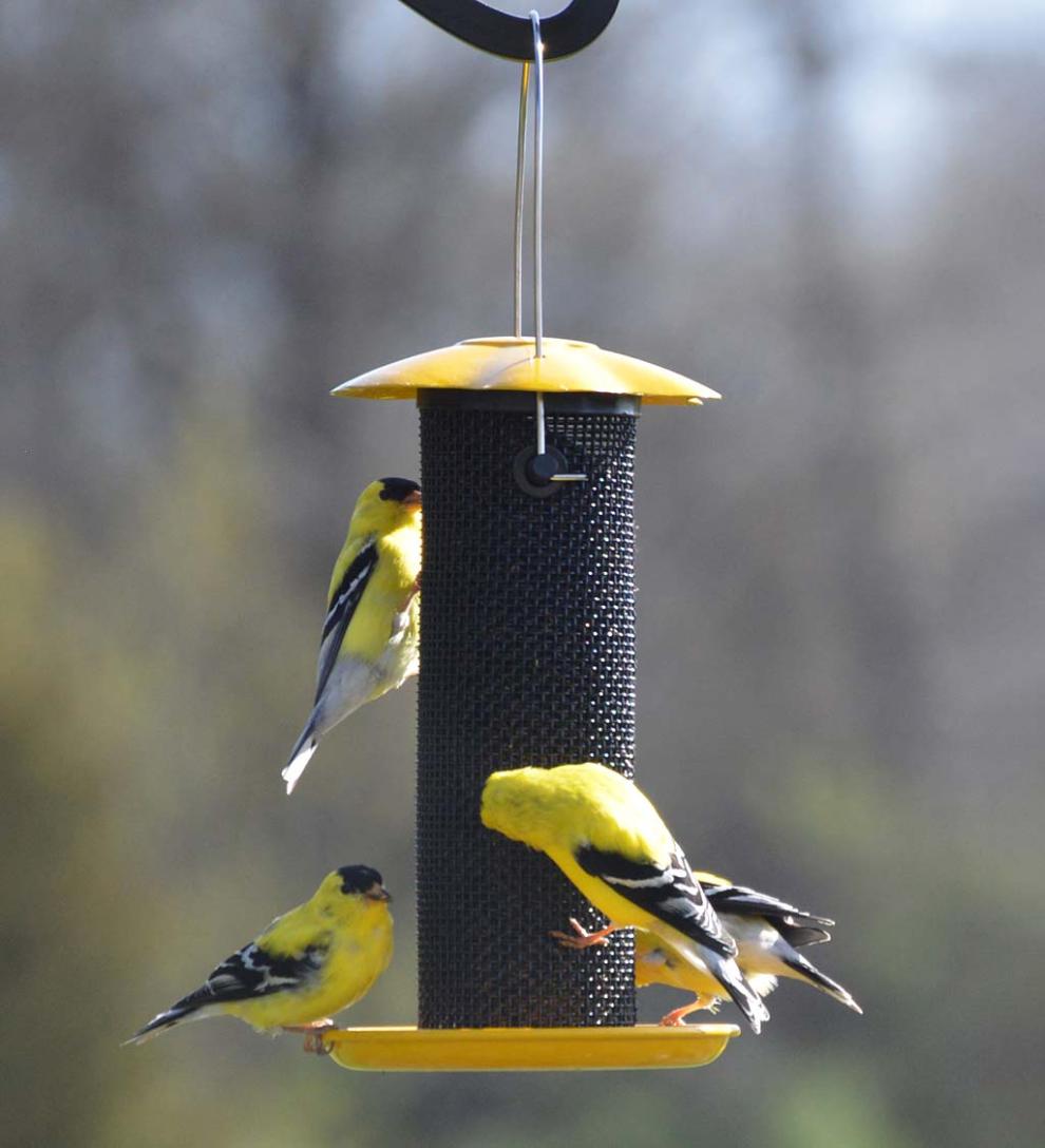 Plow & Hearth Bird Feeders Yard & Garden Petite Yellow Thistle Seed Bird Feeder - Yellow