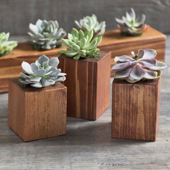 Plow & Hearth Home Accents Indoor Living Succulents In Cedar Wood Planters, Set Of 3