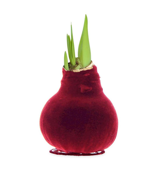 Plow & Hearth Home Accents Indoor Living Waxed Self-Contained Amaryllis Flower Bulb Gift With Velvet Finish - Bordeaux