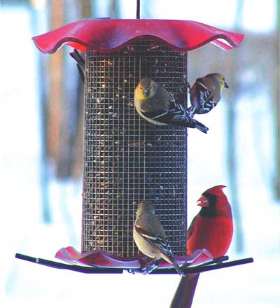 Plow & Hearth Bird Feeders Yard & Garden 3 Qt. Sunflower Forever Feeder Bird Feeder - Clear