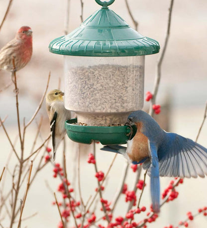 Plow & Hearth Bird Feeders Yard & Garden Clinger Hanging Bird Feeder - Green