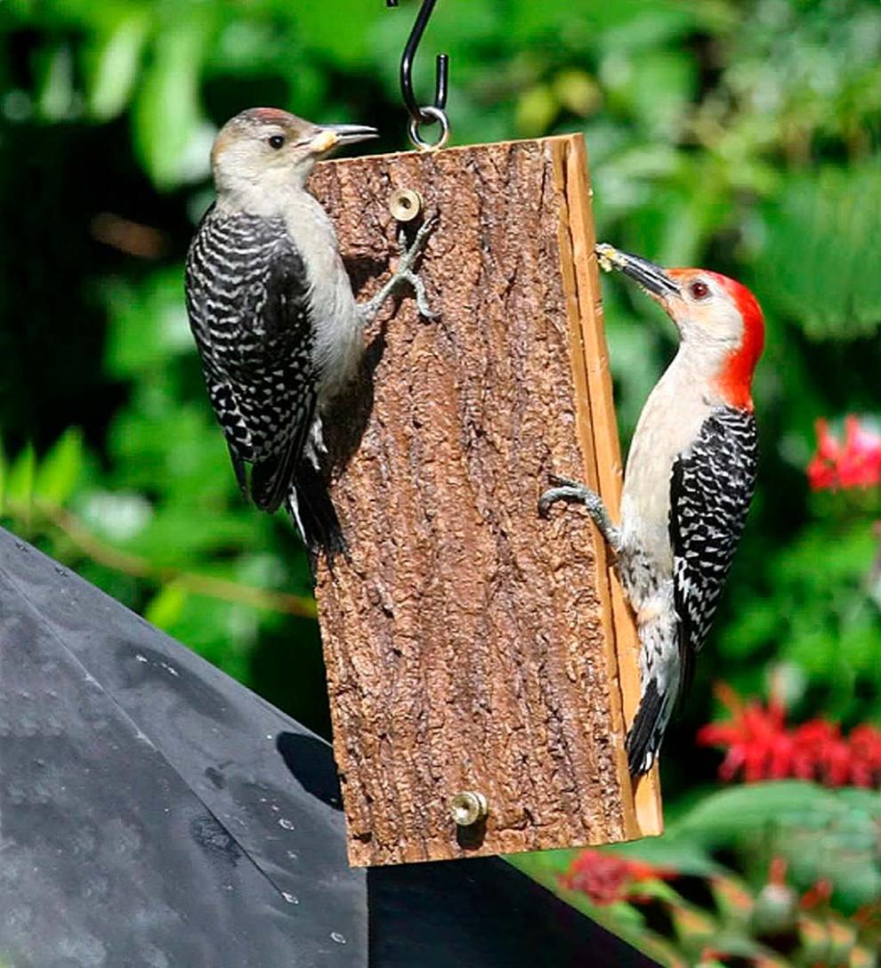Plow & Hearth Bird Feeders Yard & Garden Deluxe Suet Sandwich Feeder