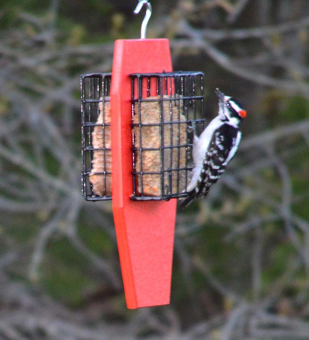 Plow & Hearth Bird Feeders Yard & Garden Hanging Dual Suet Feeder - Red