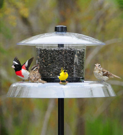Plow & Hearth Bird Feeders Yard & Garden Jagunda Squirrel Proof Feeder