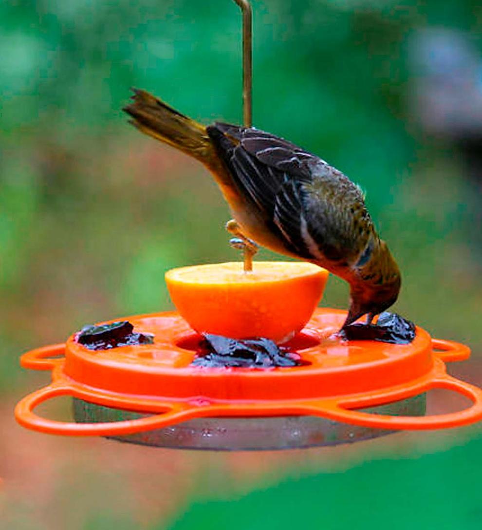 Plow & Hearth Bird Feeders Yard & Garden Oriolefest Oriole Feeder, 12 Oz.