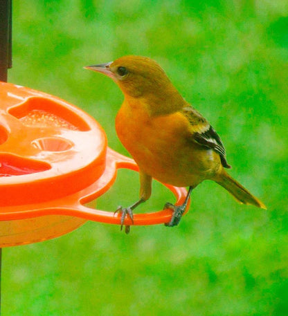 Plow & Hearth Bird Feeders Yard & Garden Oriolefest Oriole Feeder, 12 Oz.