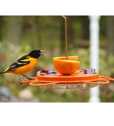 Plow & Hearth Bird Feeders Yard & Garden Oriolefest Oriole Feeder, 12 Oz.