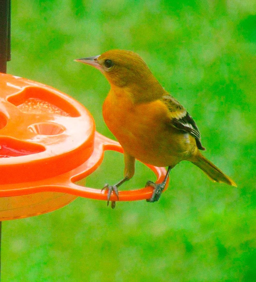 Plow & Hearth Bird Feeders Yard & Garden Oriolefest Oriole Feeder