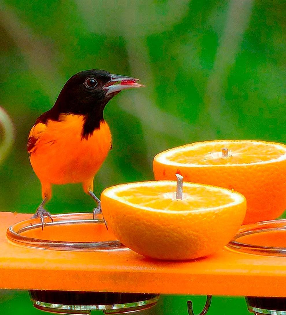 Plow & Hearth Bird Feeders Yard & Garden Recycled Plastic Poly-Lumber Oriole Bird Feeder
