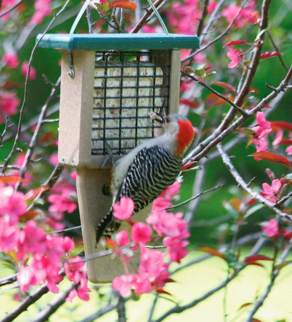 Plow & Hearth Bird Feeders Yard & Garden Single Cake Suet Feeder
