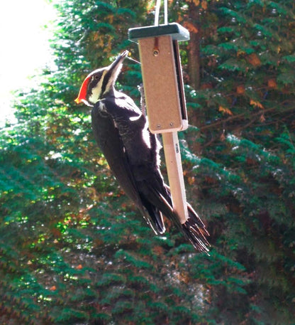 Plow & Hearth Bird Feeders Yard & Garden Single Cake Suet Feeder