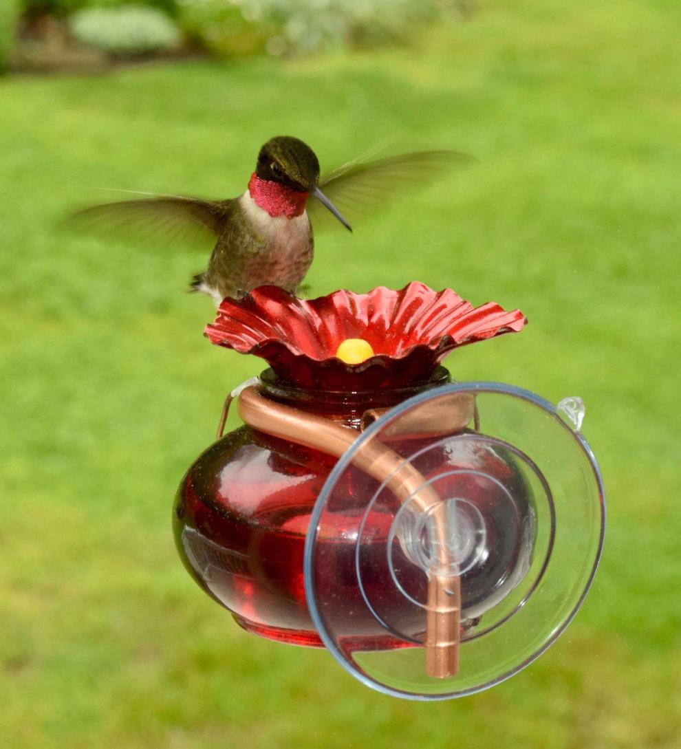 Plow & Hearth Bird Feeders Yard & Garden Window Watch Hummingbird Feeder