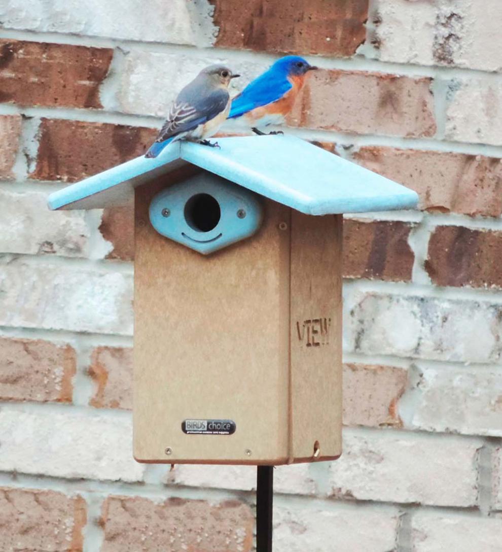 Plow & Hearth Birdhouses Yard & Garden Recycled Poly-Lumber Ultimate Bluebird House