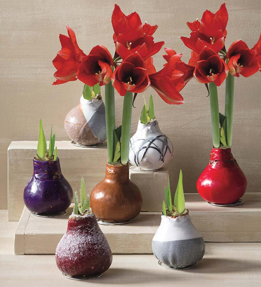 Plow & Hearth Home Accents Indoor Living Waxed Self-Contained Amaryllis Flower Bulb Gift - Black With Snow
