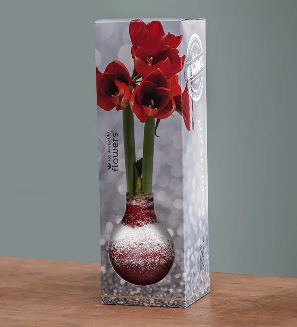Plow & Hearth Home Accents Indoor Living Waxed Self-Contained Amaryllis Flower Bulb Gift - Black With Snow