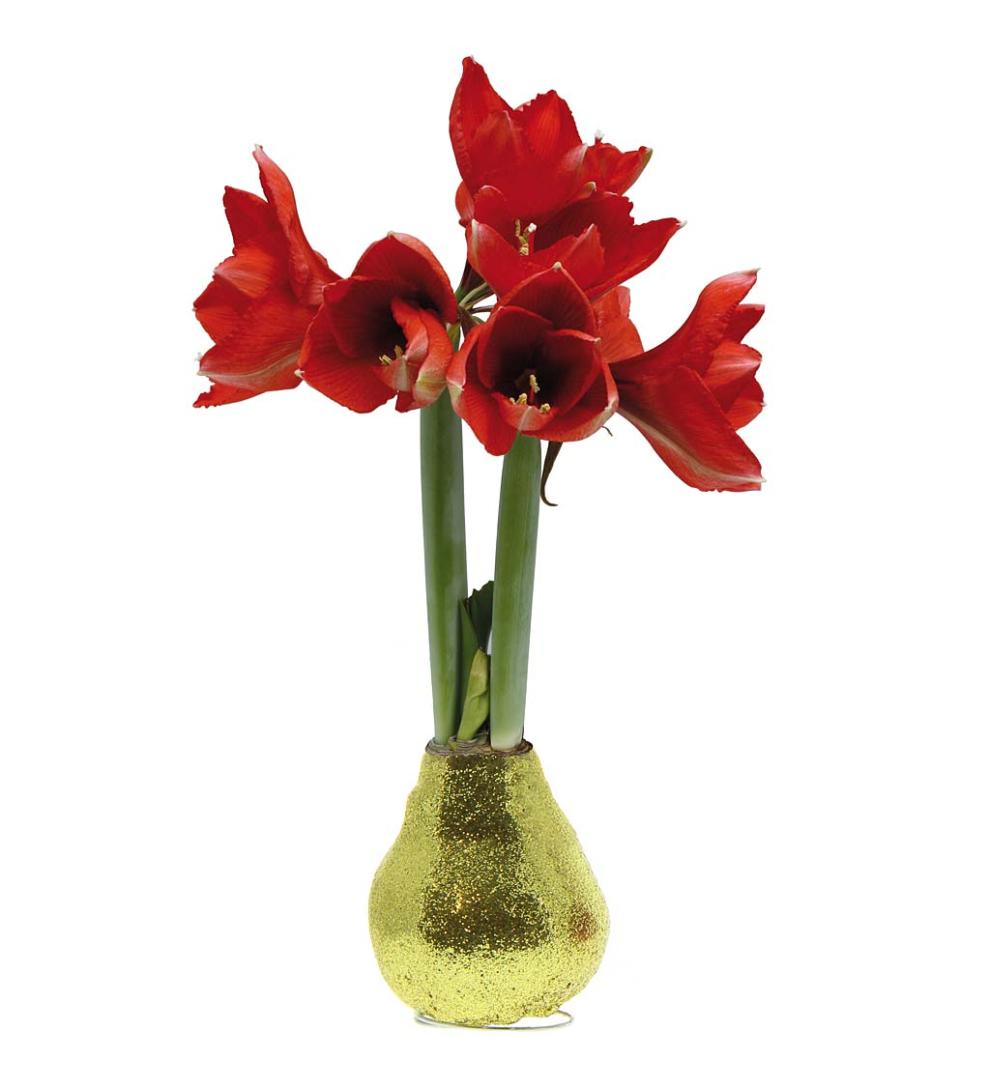 Plow & Hearth Home Accents Indoor Living Waxed Self-Contained Amaryllis Flower Bulb Gift - Black With Snow