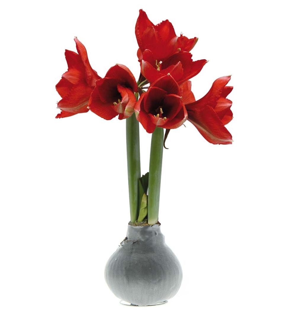 Plow & Hearth Home Accents Indoor Living Waxed Self-Contained Amaryllis Flower Bulb Gift - Black With Snow
