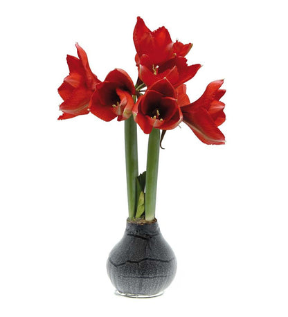 Plow & Hearth Home Accents Indoor Living Waxed Self-Contained Amaryllis Flower Bulb Gift - Black With Snow