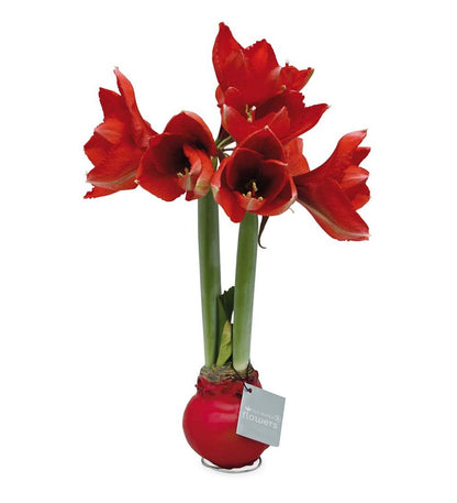 Plow & Hearth Home Accents Indoor Living Waxed Self-Contained Amaryllis Flower Bulb Gift - Black With Snow