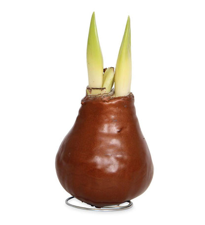 Plow & Hearth Home Accents Indoor Living Waxed Self-Contained Amaryllis Flower Bulb Gift - Black With Snow
