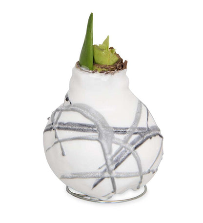 Plow & Hearth Home Accents Indoor Living Waxed Self-Contained Amaryllis Flower Bulb Gift - Black With Snow