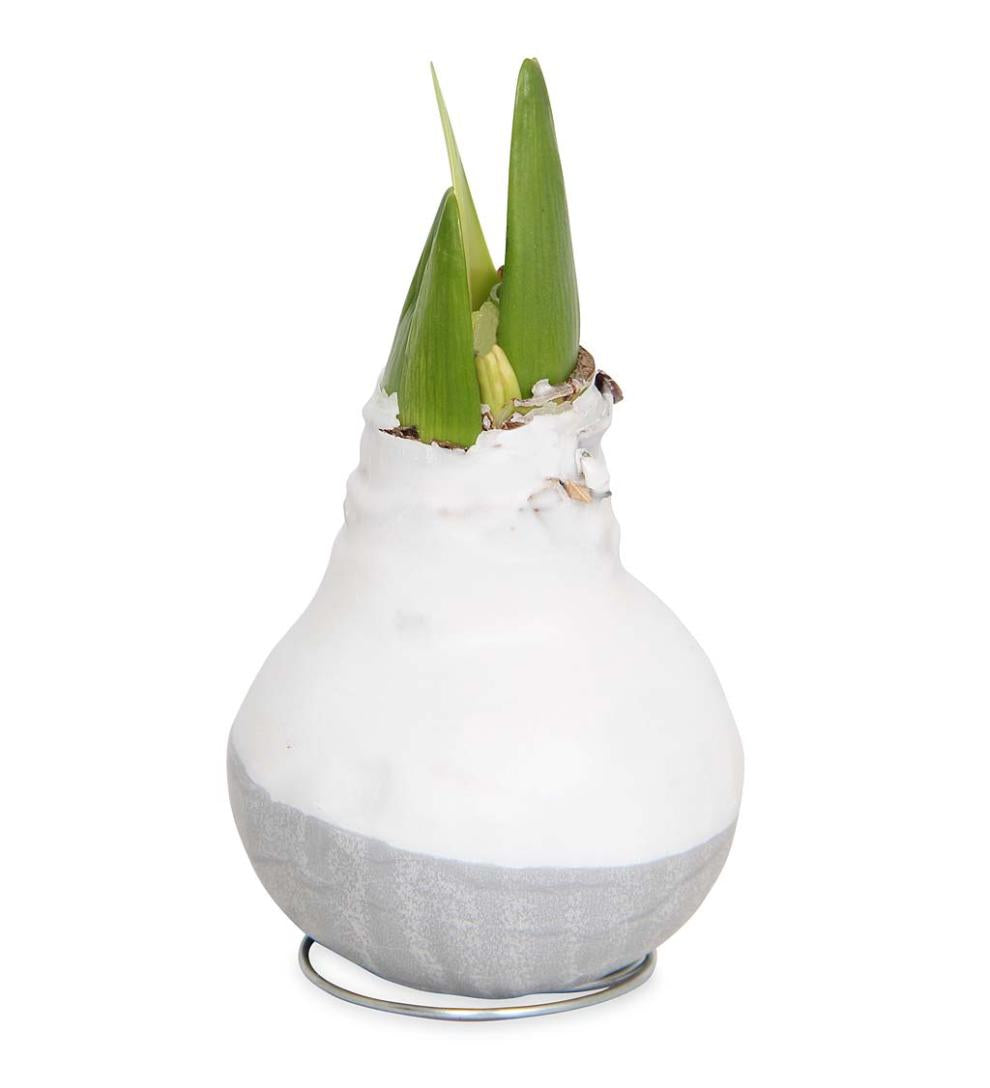 Plow & Hearth Home Accents Indoor Living Waxed Self-Contained Amaryllis Flower Bulb Gift - Black With Snow