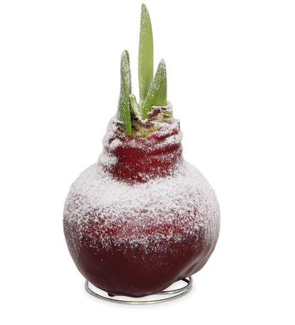 Plow & Hearth Home Accents Indoor Living Waxed Self-Contained Amaryllis Flower Bulb Gift - Black With Snow
