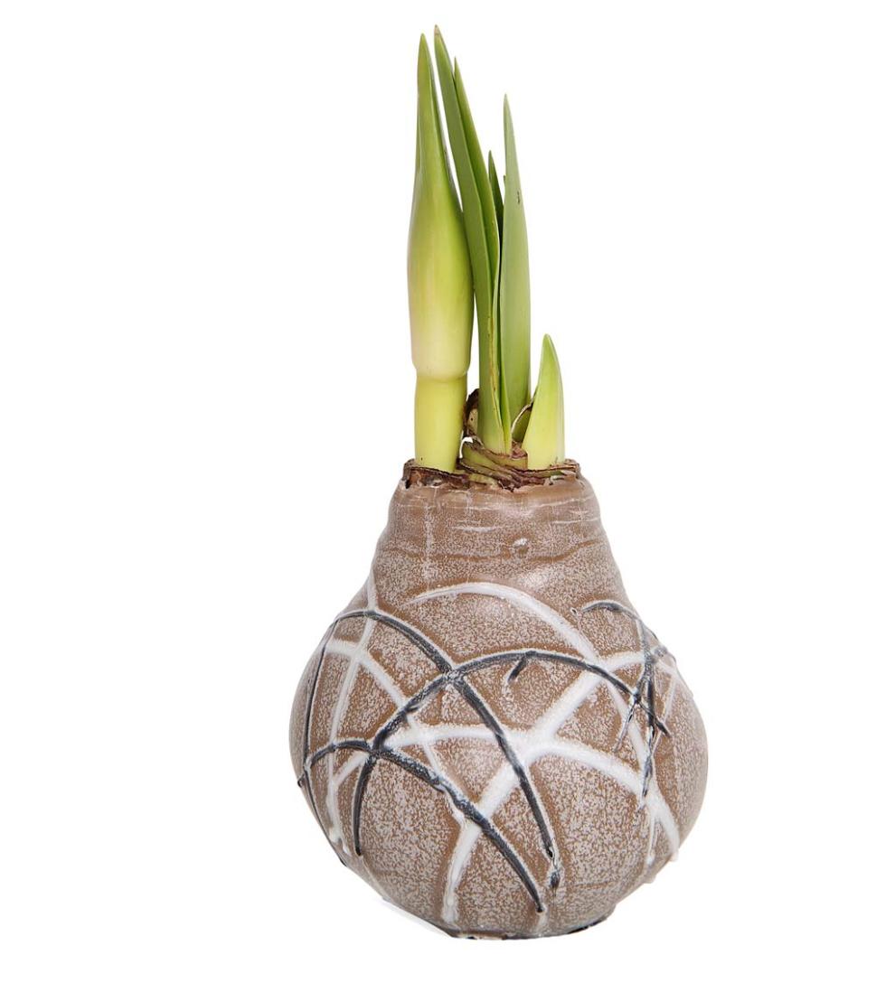 Plow & Hearth Home Accents Indoor Living Waxed Self-Contained Amaryllis Flower Bulb Gift - Black With Snow