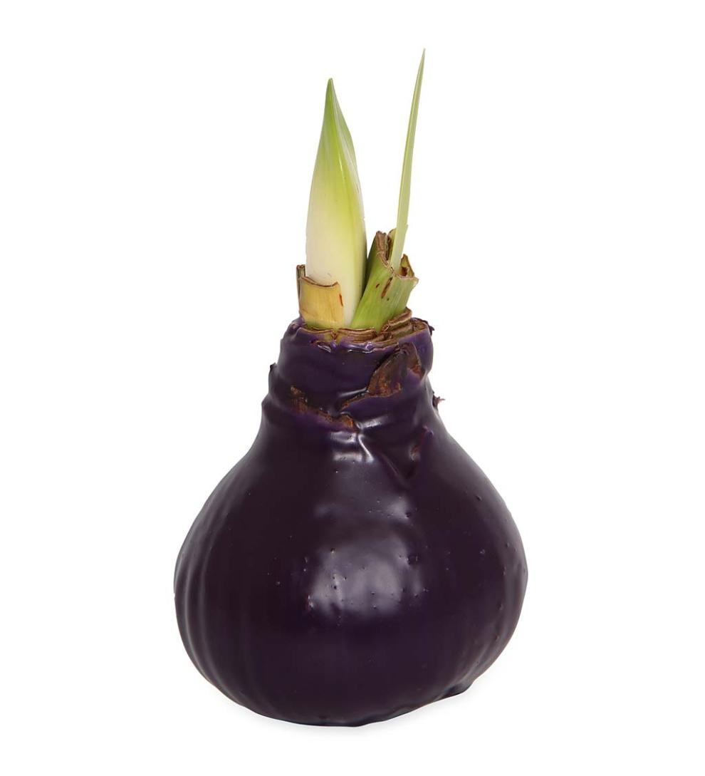 Plow & Hearth Home Accents Indoor Living Waxed Self-Contained Amaryllis Flower Bulb Gift - Black With Snow