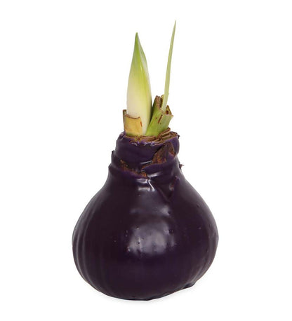Plow & Hearth Home Accents Indoor Living Waxed Self-Contained Amaryllis Flower Bulb Gift - Black With Snow