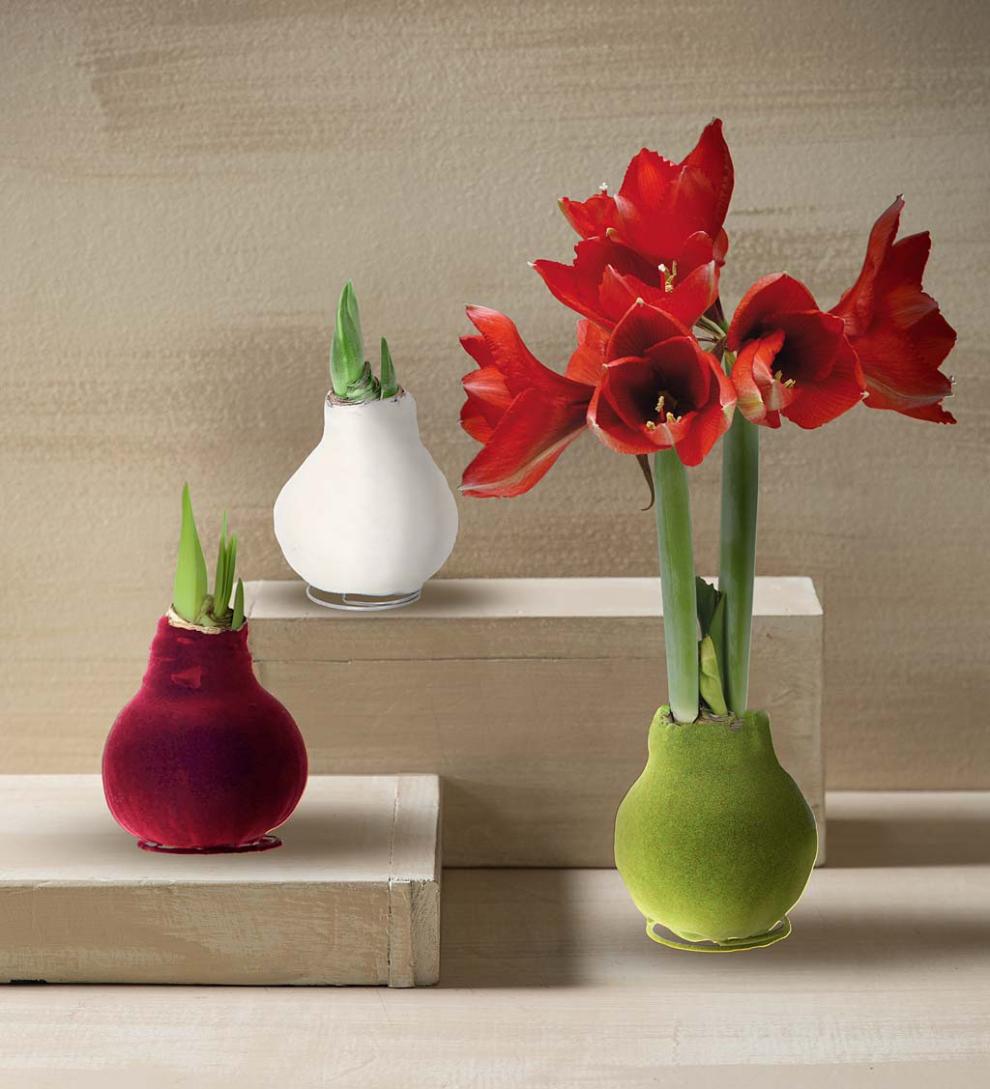 Plow & Hearth Home Accents Indoor Living Waxed Self-Contained Amaryllis Flower Bulb Gift With Velvet Finish - Bordeaux
