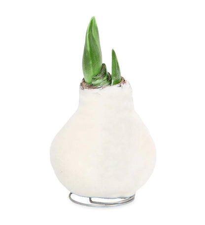 Plow & Hearth Home Accents Indoor Living Waxed Self-Contained Amaryllis Flower Bulb Gift With Velvet Finish - Bordeaux