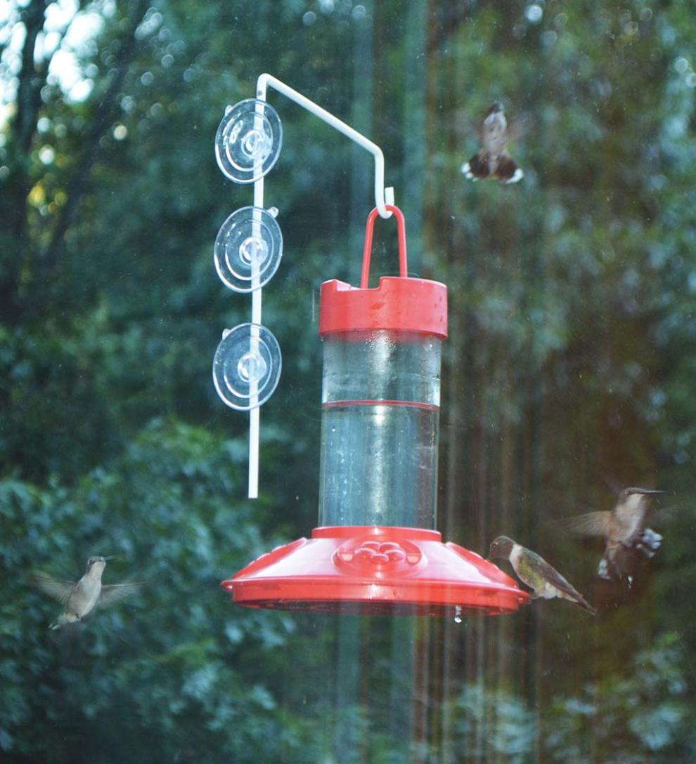Plow & Hearth Bird Feeders Yard & Garden Dr. Jb'S 16-Ounce Dishwasher-Safe Hummingbird Feeder With Window Hanger